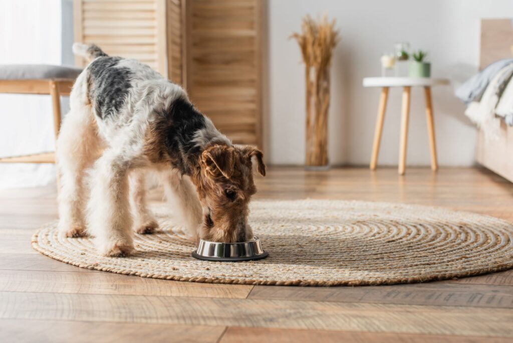 Ein Hund frisst aus einem Futternapf in einem gemütlichen Zuhause, unterstützt durch die Verwendung von Bio Hundefutter für eine ausgewogene und gesunde Ernährung.